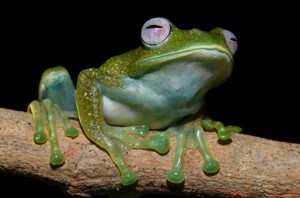 Boophis luteus