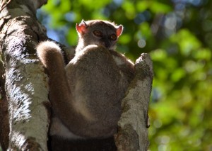 Ankarana sportive lemure