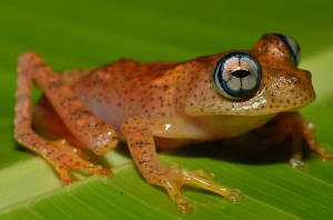 Boophis pyrrhus 2