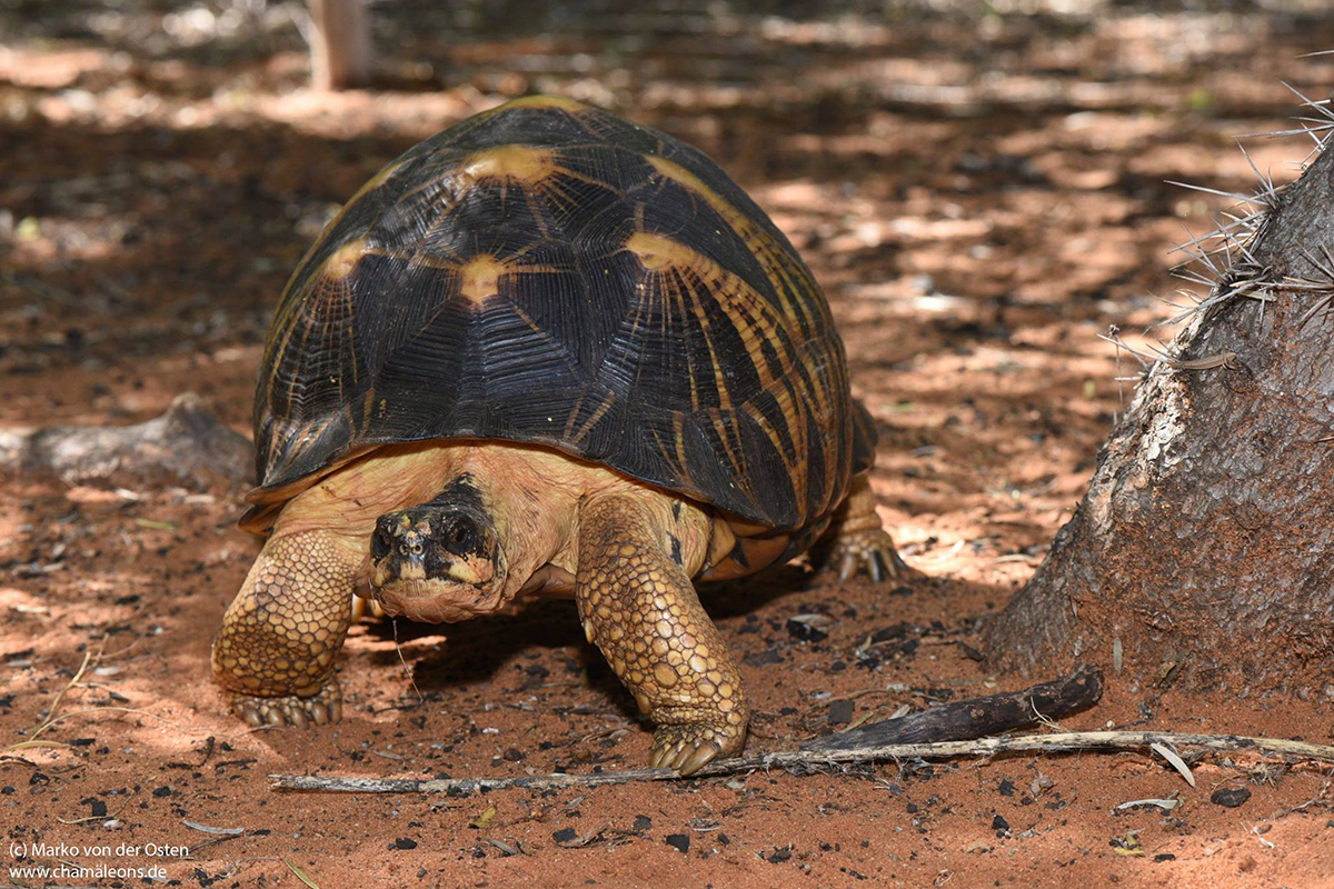 Clad In Armour But Hardly Protected: The Radiated Tortoise