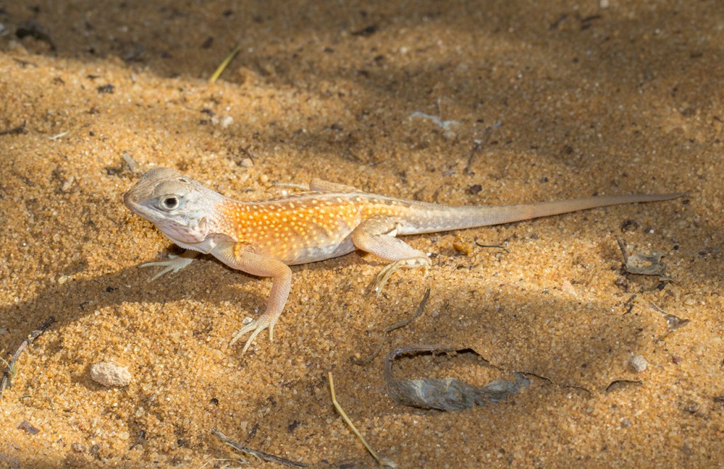 Chalarodon madagascariensis Archive - MADAMAGAZINE