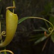 Nepenthes madagascariensis