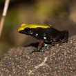 Mantella laevigata