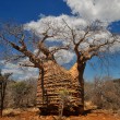 Baobab Mutter des Waldes