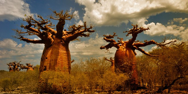 Baobabs