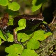 Mantella nigricans