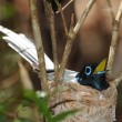 Paradise flycatcher