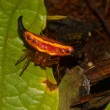 Gasteracantha thorelli