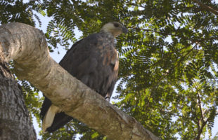 Madagaskar Seeadler