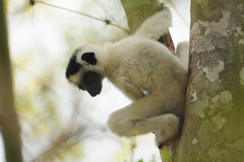 Larvensifaka Baby