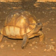 Astrochelys yniphora