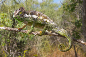 Furcifer verrucosus