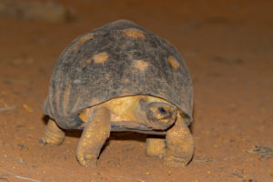 Astrochelys radiata in Antsokay