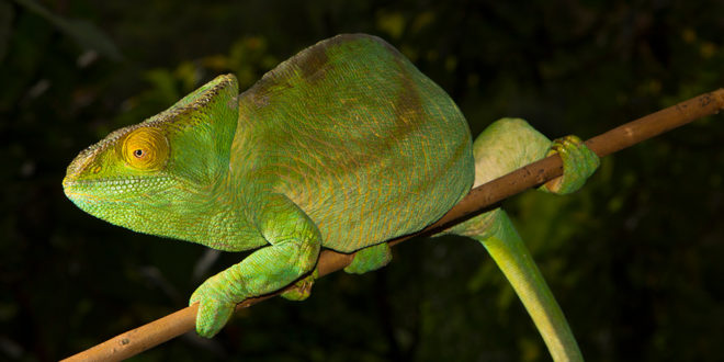 The gentle giants: Parson’s Chameleons – MADAMAGAZINE