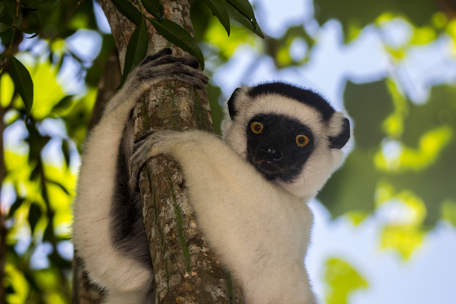 Larvensifaka in Kirindy