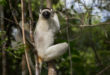 Larvensifaka in Kirindy