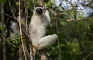 Larvensifaka in Kirindy