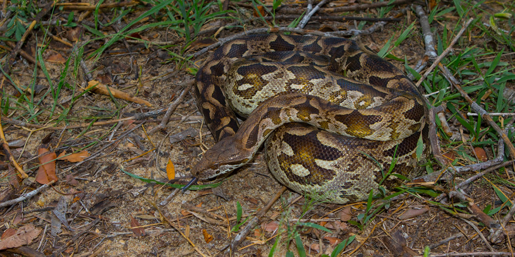 Malagasy Boas: An evolutionary mystery •