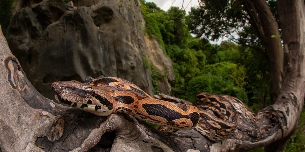 Malagasy Boas: An evolutionary mystery •