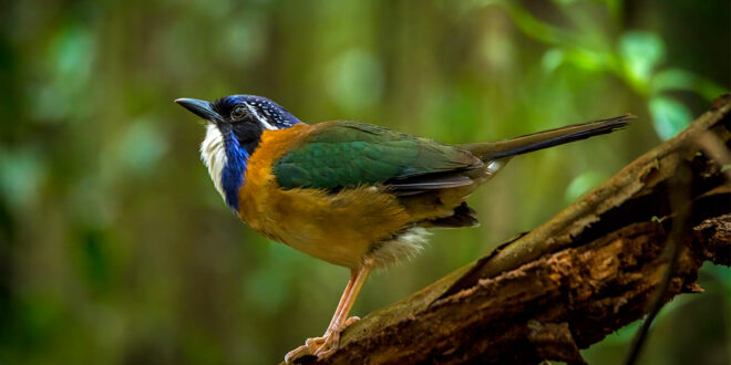 The Pitta-like ground roller