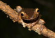 Boophis madagascariensis