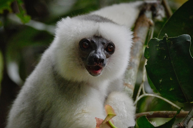 Marojejy Propithecus candidus - MADAMAGAZINE