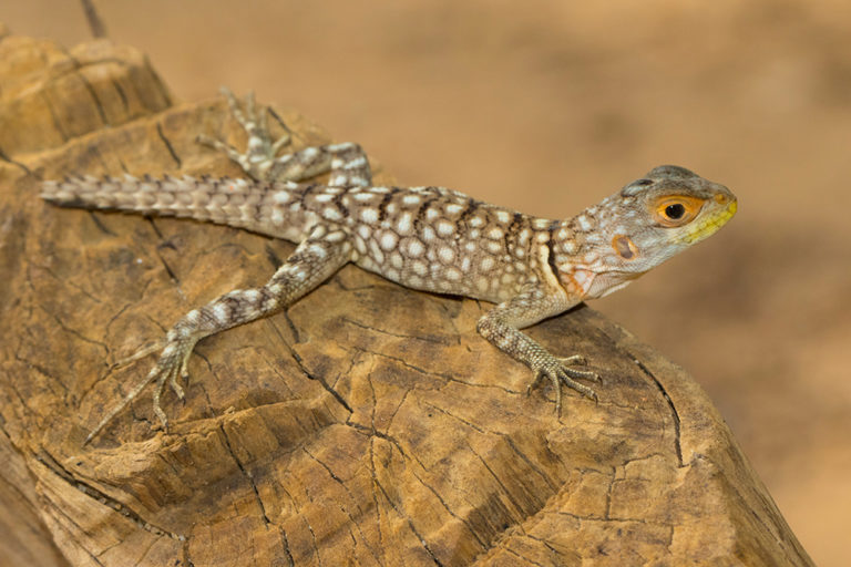 Cuvier’s Madagascar Swift: Oplurus cuvieri - MADAMAGAZINE