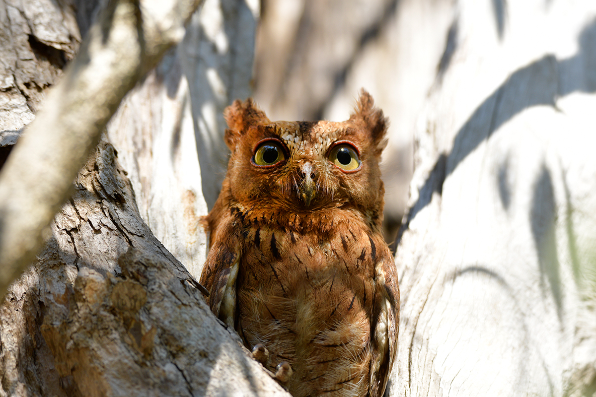 The Malagasy Scops Owl Madamagazine