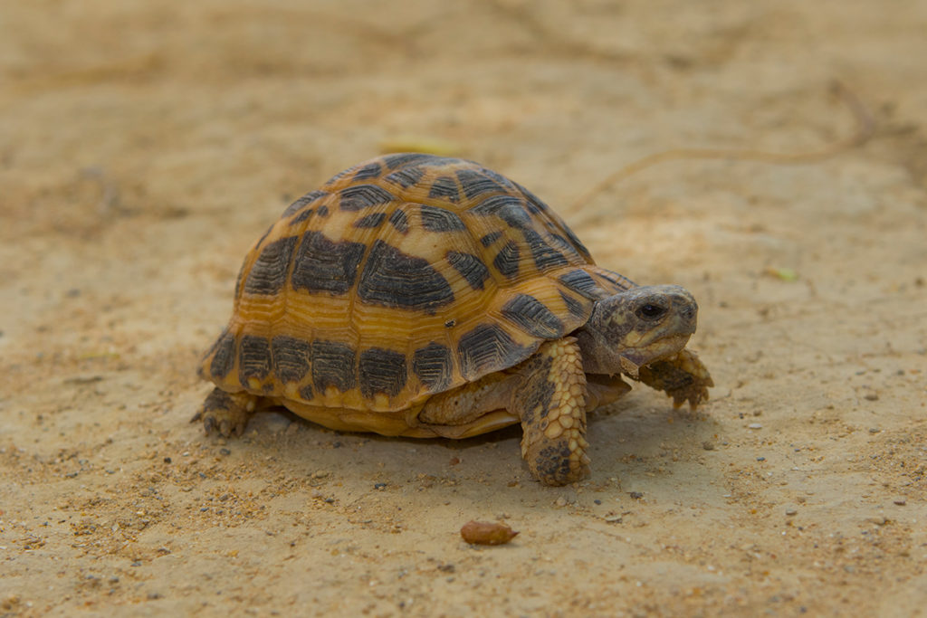 Little Pearls of the South: Spider Tortoises - MADAMAGAZINE